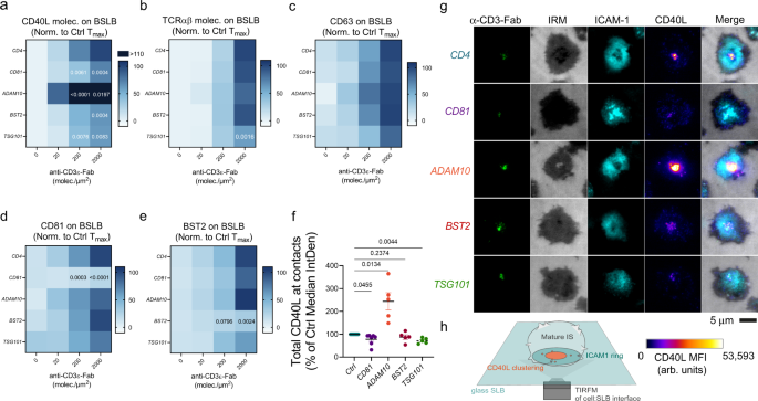 Fig. 5: ADAM10, TSG101, CD81, and BST2 are key proteins participating in the biogenesis of CD40L+ tSV.