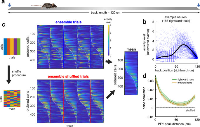 Fig. 1: Noise correlation in the neuronal activity of the mouse CA1 area.