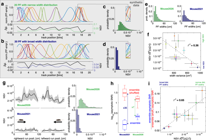 Fig. 5: PF shape heterogeneity explains the effect size of noise correlations on decreasing spatial representation accuracy.