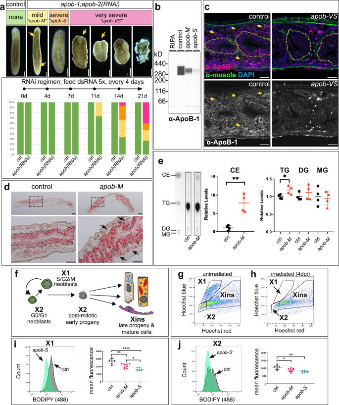 Fig. 2: apob orthologs are required for viability and neutral lipid metabolism.