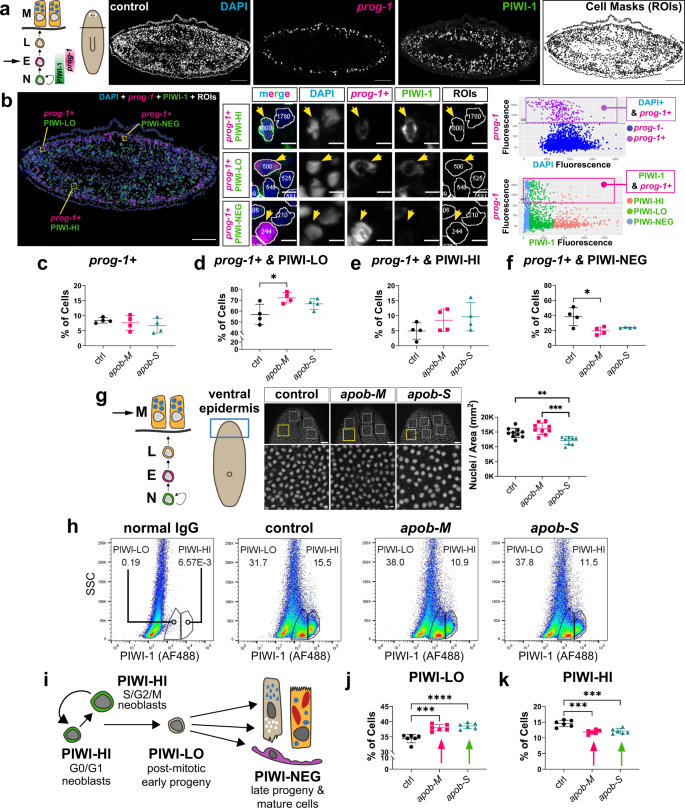 Fig. 6: Differentiating PIWI-LO neoblast progeny subpopulation increases in apob(RNAi) animals.
