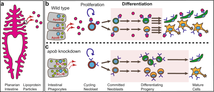 Fig. 7: A putative model for ApoB function in regulating differentiation of planarian stem cell progeny.