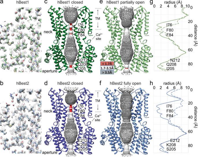 Fig. 1: Cryo-EM structures of hBest1 and hBest2 in different states.