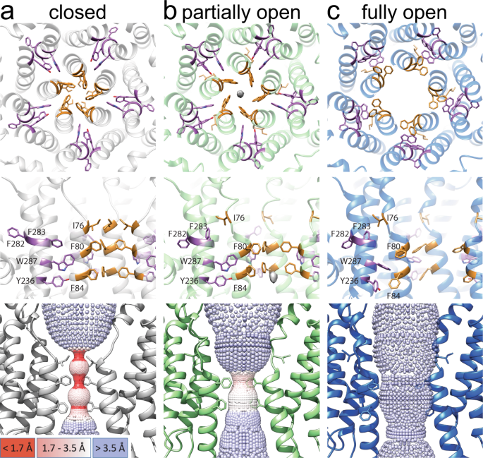 Fig. 2: Different conformations of the neck.