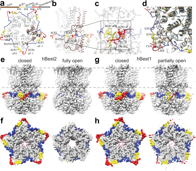 Fig. 3: The AS constricts the channel concentrically.
