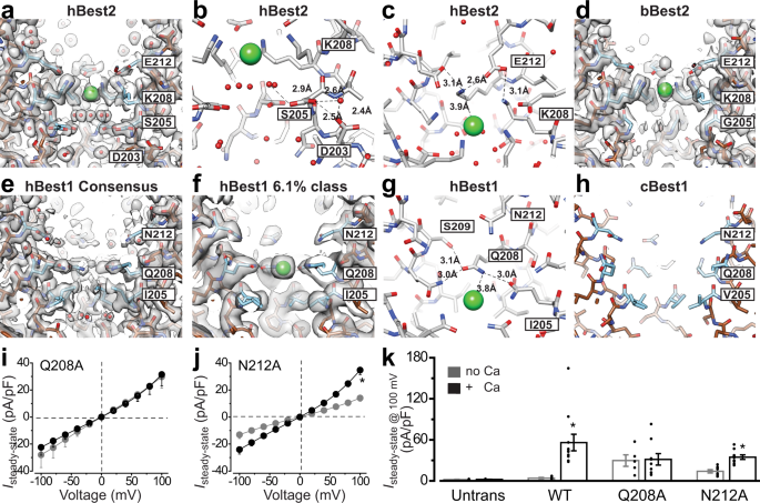 Fig. 6: The aperture in different bestrophin structures.