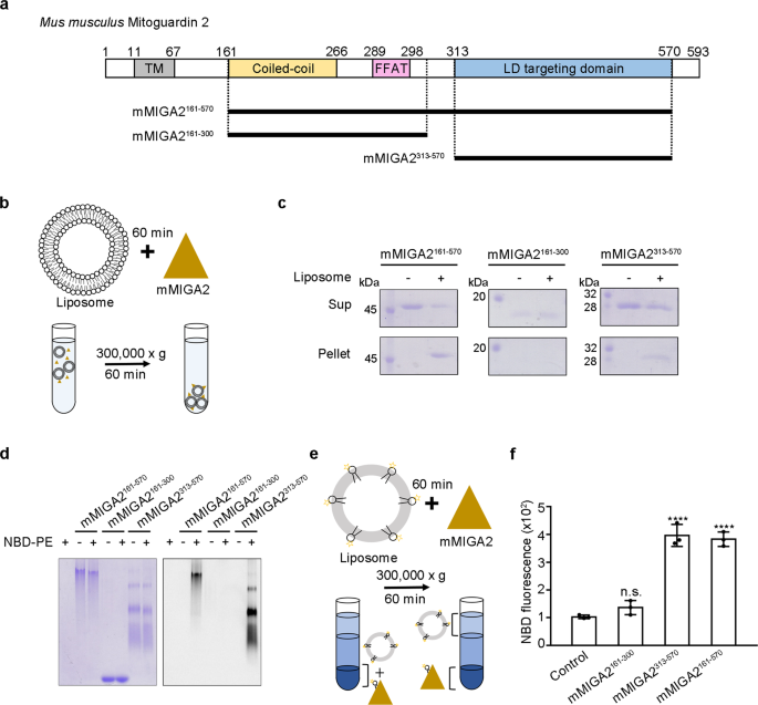 Fig. 1: MIGA2 directly binds to phospholipids.