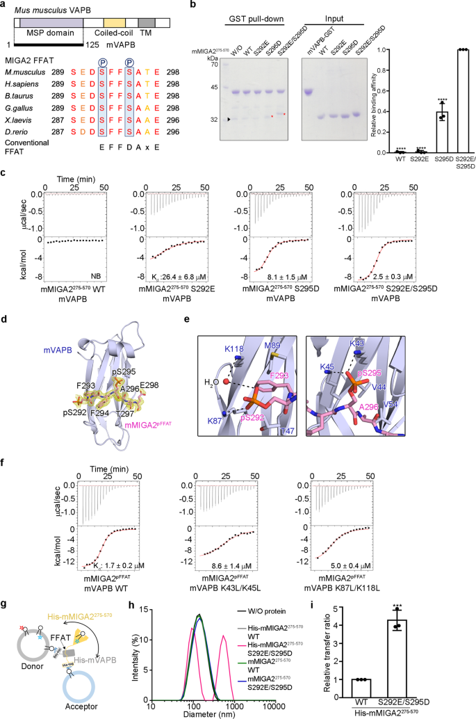 Fig. 5: MIGA2 interacts with VAPB via the phosphorylated FFAT motif.