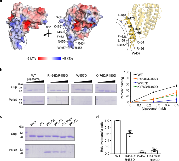 Fig. 6: zMiga2 docks with the membrane through a positively charged concave surface.