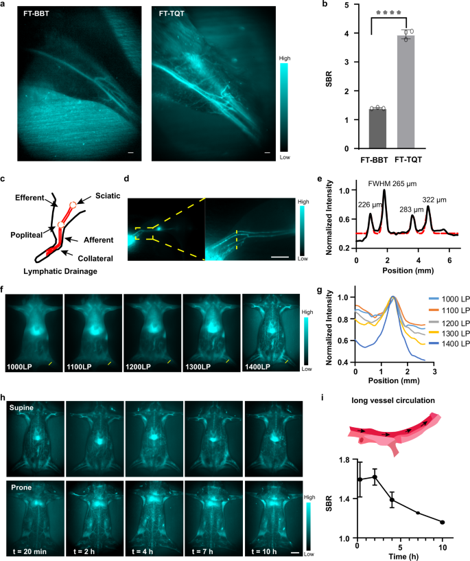 Fig. 4: In vivo NIR-II imaging for evaluation of the circulatory system and lymphatic drainage.