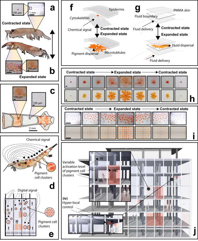 Decapod-inspired pigment modulation for active building facades | Nature  Communications