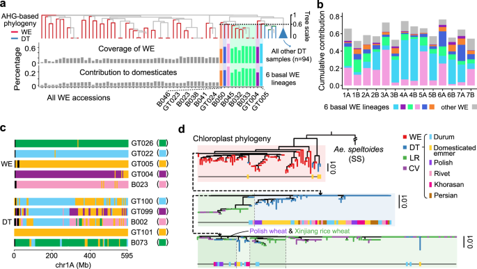 Fig. 3: Tracing the basal lineages for wheat domestication.
