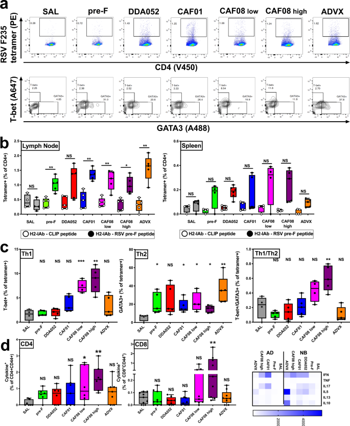 Fig. 4: CAF08 enhances RSV-specific Th1 and CD8 T cell responses in newborn mice.