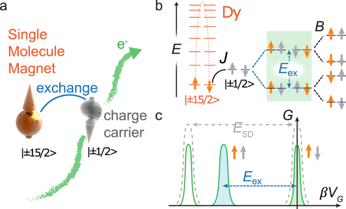 Fig. 1: Exchange-induced polarization in molecular spintronics.
