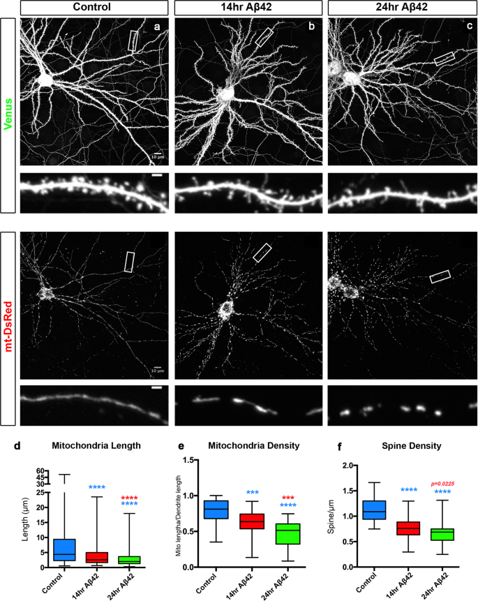 Fig. 2: Aβ42o induces dendritic mitochondrial fragmentation and dendritic spine loss within the same time frame.