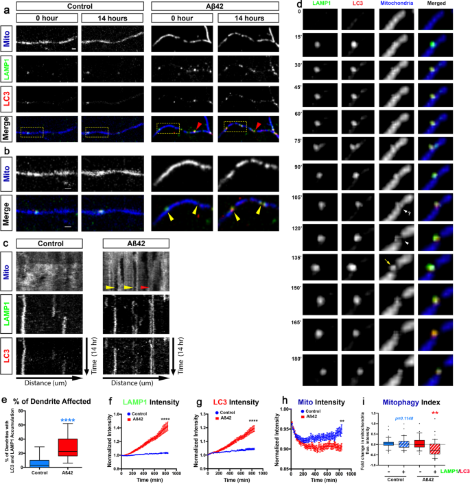 Fig. 3: Aβ42o treatment induces local mitophagy in dendrites.
