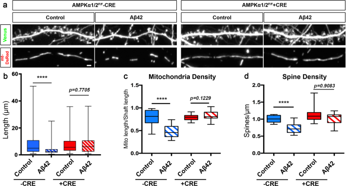 Fig. 4: Oligomeric Aβ42-induced synaptotoxicity and dendritic mitochondrial fragmentation is AMPK-dependent.
