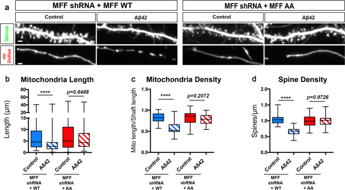 Fig. 7: Aβ42o induces AMPK-dependent MFF phosphorylation at two serine sites required for Aβ42o-dependent dendritic mitochondrial fragmentation and spine loss.