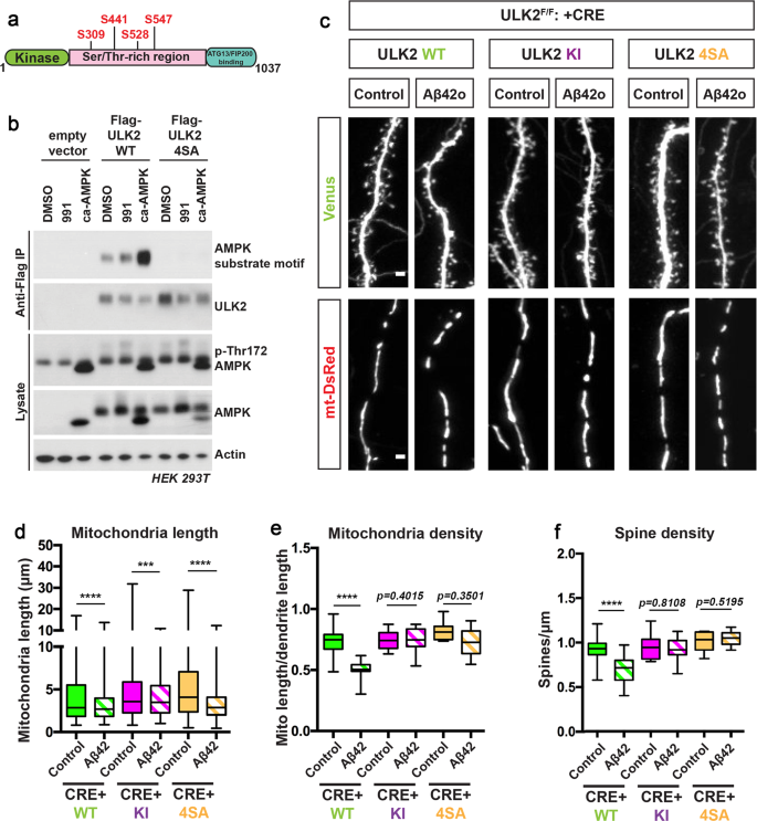 Fig. 9: AMPK-mediated phosphorylation of ULK2 is crucial for oligomeric Aβ42-induced synaptotoxicity and loss of mitochondrial biomass.