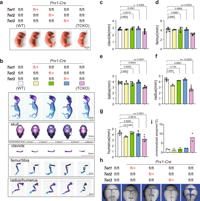 Fig. 1: Loss of Tet family genes leads to cleidocranial dysplasia-like phenotype.
