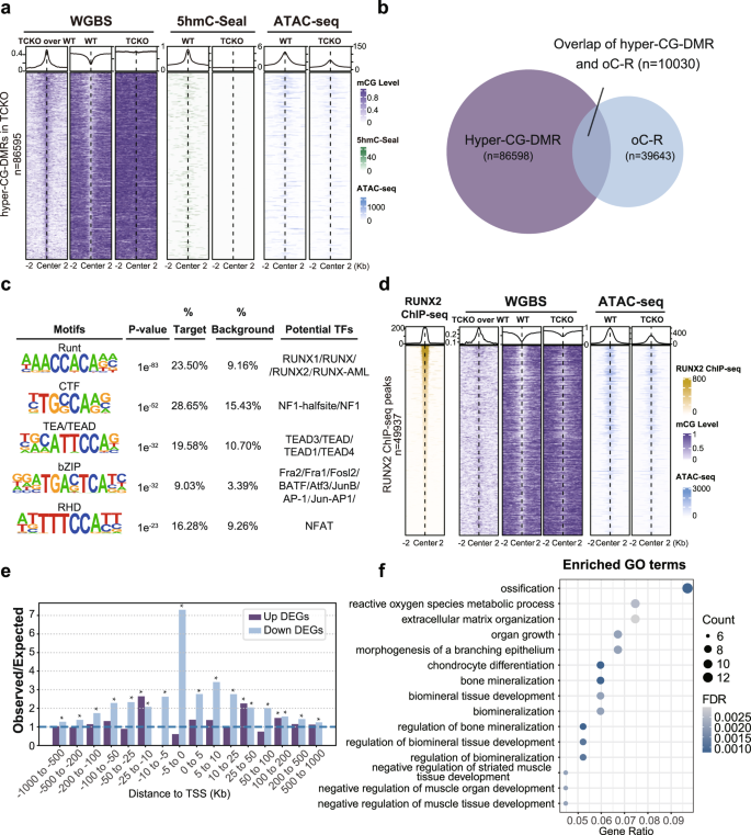 Fig. 5: Association analysis of RNA-seq, WGBS, 5hmC-Seal, ATAC-seq, and RUNX2 ChIP-seq data suggests TET and RUNX2 proteins could synergistically promote osteogenesis.