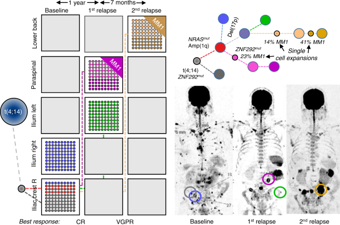 Fig. 5: Alternating spatial clonal dominance pattern.