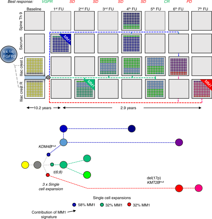 Fig. 7: Spatial-longitudinal alternating dominance of single-cell expansions.