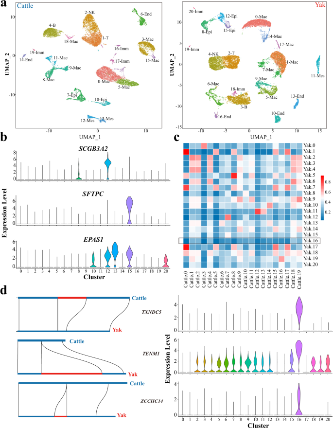 Fig. 3: Single cell RNA sequencing (ScRNA-seq) identified different cell clusters in taurine cattle and domestic yak lungs.