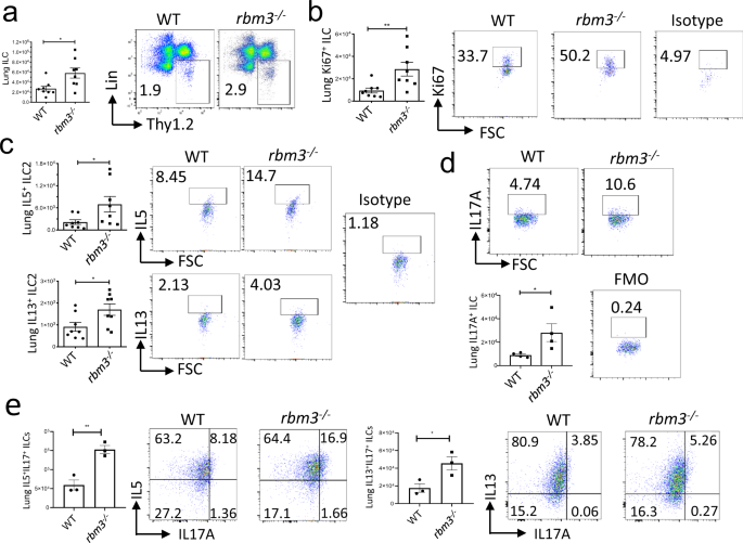 Fig. 3: ILC2s are increased in Rbm3−/− mice and show increased Th2 and IL-17 cytokine production.