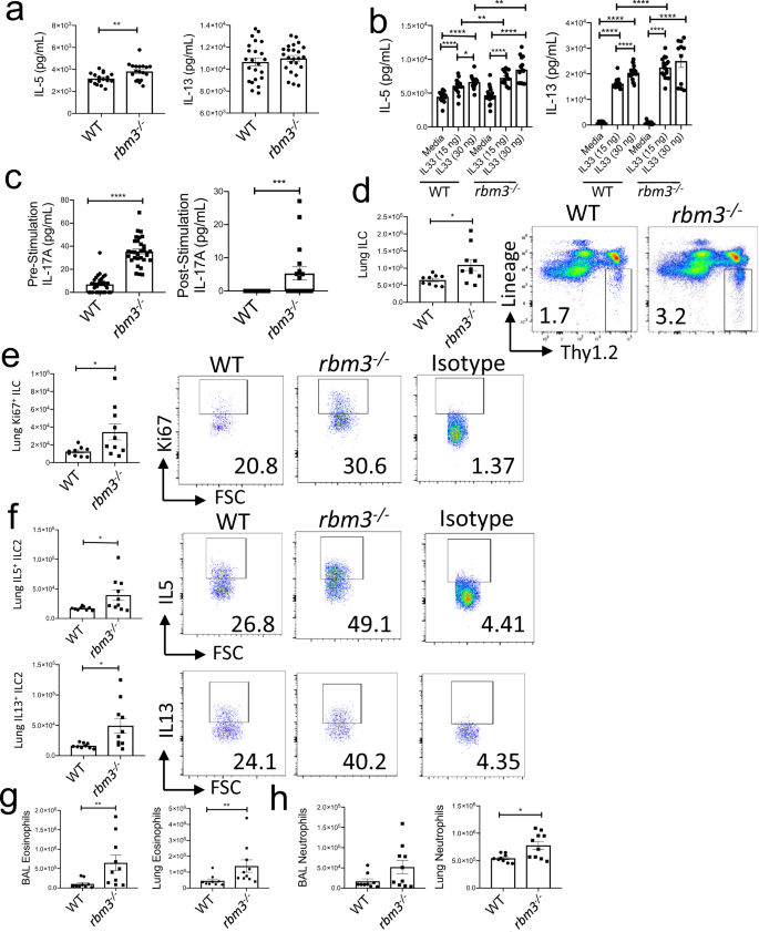 Fig. 5: RBM3 shows a suppressive effect in ILC2s stimulated with IL-33 in vitro and in vivo.