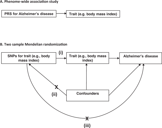 Fig. 1: Study design for the phenome-wide association study of Alzheimer's disease genetic liability and follow-up Mendelian randomization of identified phenotypes on Alzheimer‘s disease.