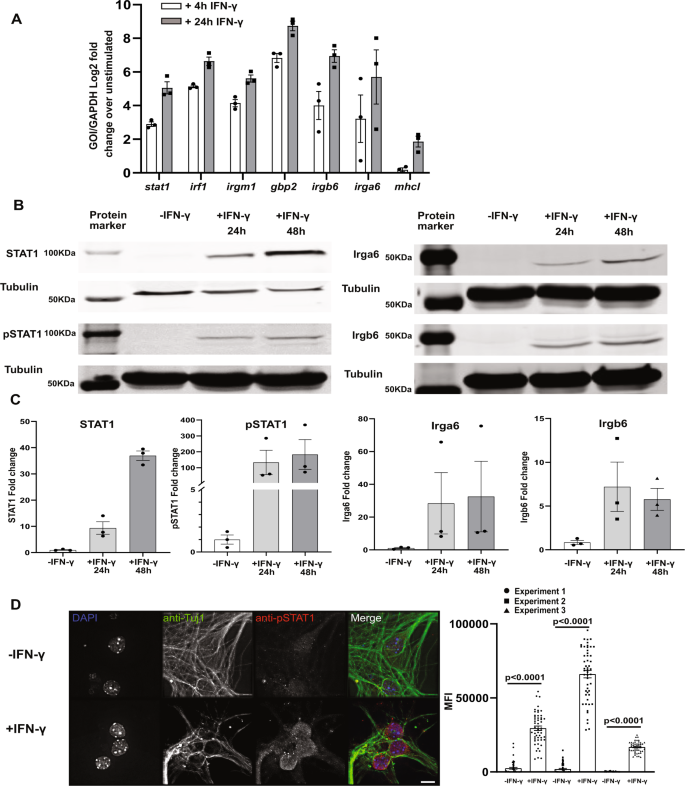IFN-γ stimulated murine and human neurons mount anti-parasitic defenses  against the intracellular parasite Toxoplasma gondii | Nature Communications