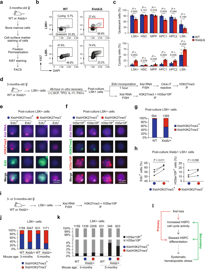 Pedagogie Het Betreffende Xist exerts gene-specific silencing during XCI maintenance and impacts  lineage-specific cell differentiation and proliferation during  hematopoiesis | Nature Communications