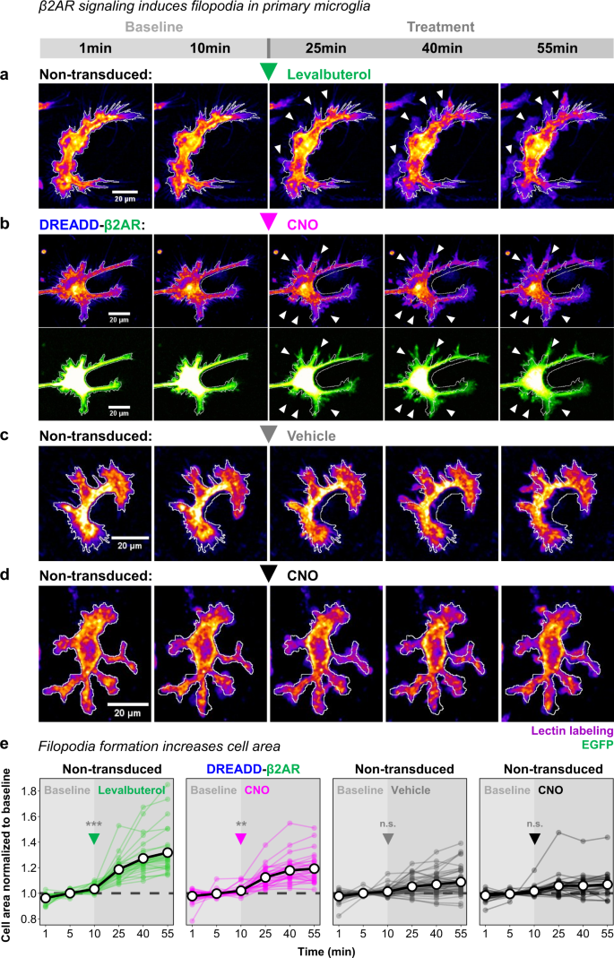Chimeric Gpcrs Mimic Distinct Signaling Pathways And Modulate Microglia Responses Nature Communications Chimeric Gpcrs Mimic Distinct Signaling Pathways And Modulate Microglia Responses Nature Communications