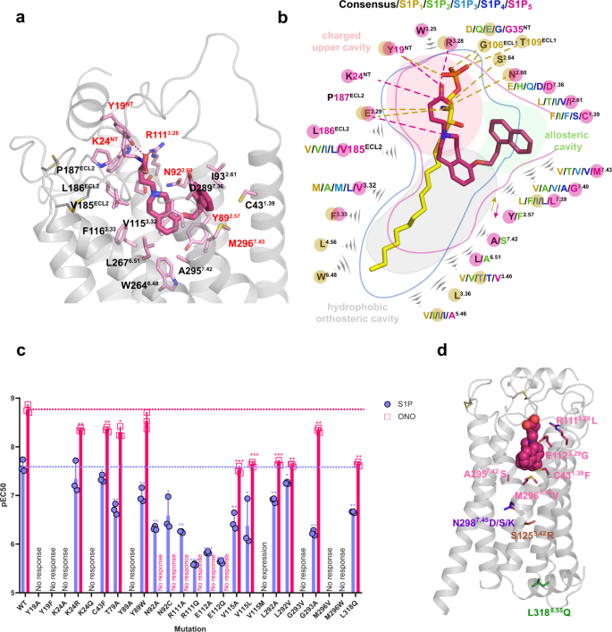 Fig. 2: Structural and functional comparison between ONO-5430608 and S1P binding.