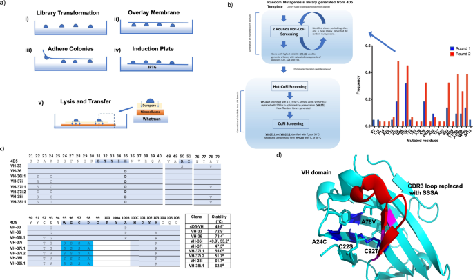 Fig. 1: Engineering and optimising an autonomous and disulfide-free human VH domain for phage display and intracellular mammalian expression.