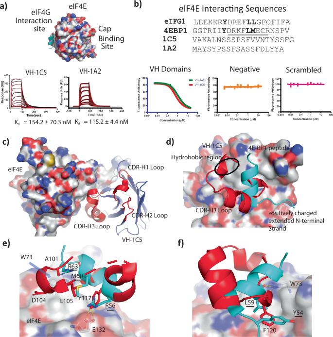 Fig. 2: Structural characterization studies delineating eIF4E VH domain binding sites.