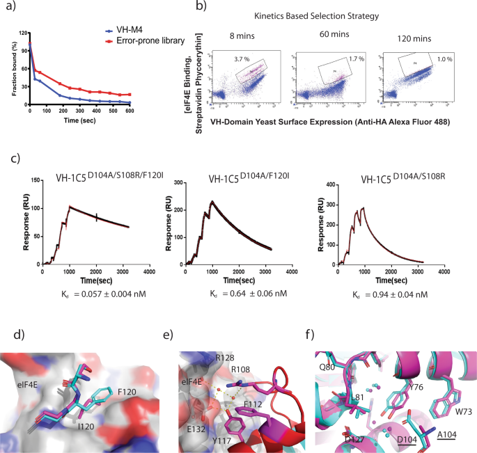 Fig. 4: VH-1C5 D104A domain affinity maturation using yeast surface display (YSD).