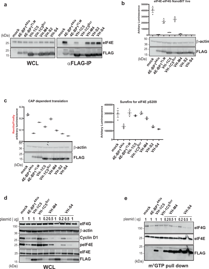 Fig. 5: Intracellular VH Domain expression disrupts eIF4F complex formation and cap-dependent translation in vitro.