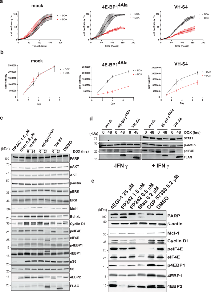 Fig. 6: VH-S4 modulates eIF4E-mediated signalling pathways.