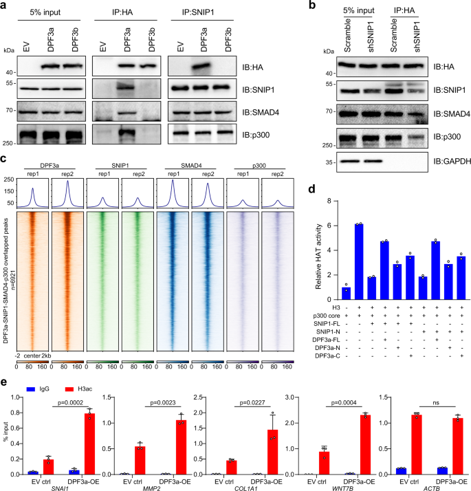 Fig. 6: DPF3a-SNIP1 binding released the inhibitory effect of SNIP1 on p300 activity.