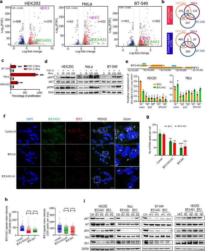HnRNPK maintains single strand RNA through controlling double-strand RNA in  mammalian cells | Nature Communications