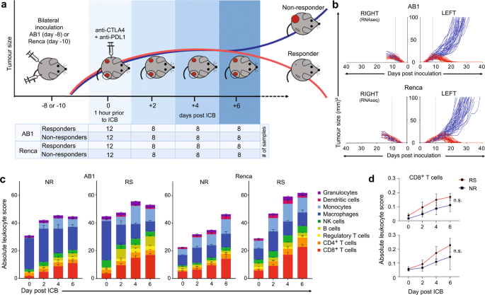 Fig. 1: Dual tumour models allow time-course analyses of tumours from responders and non-responders to ICB, demonstrating increased lymphoid cellular infiltration following treatment, irrespective of response.