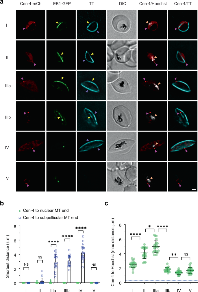 Fig. 3: The gametocyte MTOC is a centriolar plaque equivalent.