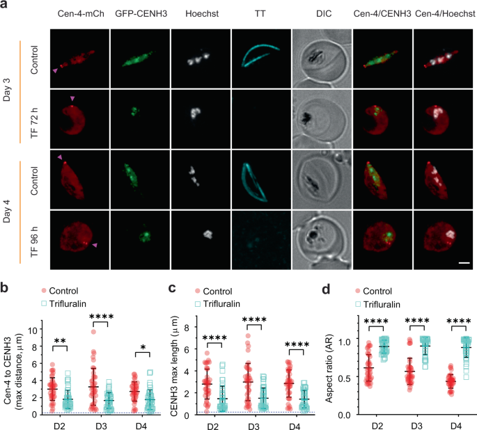 Fig. 5: Effects of trifluralin treatment on microtubule organisation and gametocyte morphology.