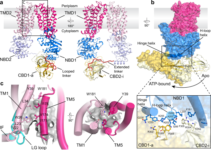 Fig. 3: Cryo-EM structure of the ADP-bound WzmWzt O antigen transporter.