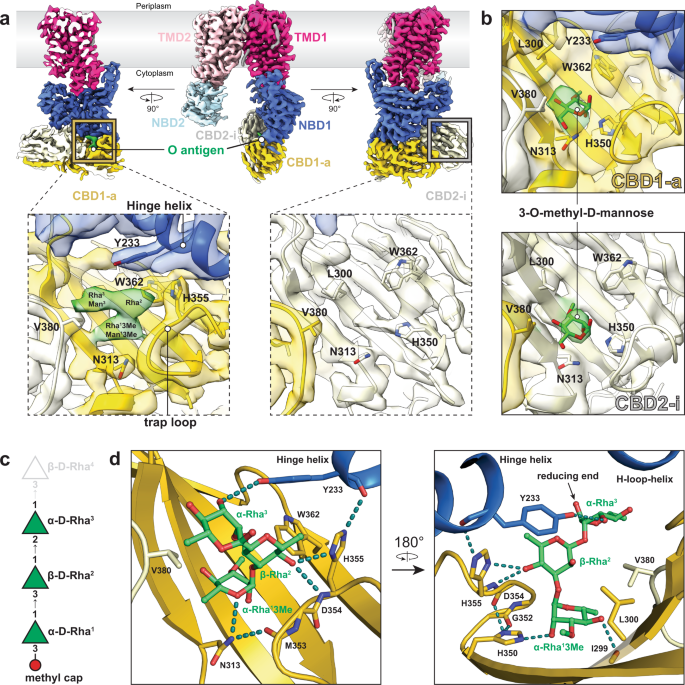 Fig. 4: Cryo-EM structure of WzmWzt in complex with A. aeolicus O antigen or 3-O-methyl-d-mannose.