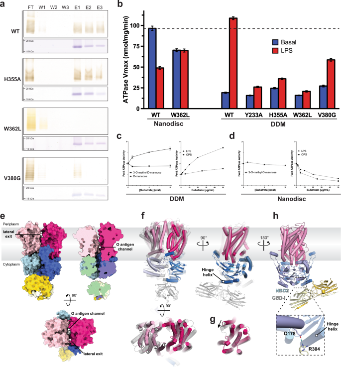 Fig. 6: Site-directed mutagenesis disrupts LPS binding and O antigen modulated ATPase activity.