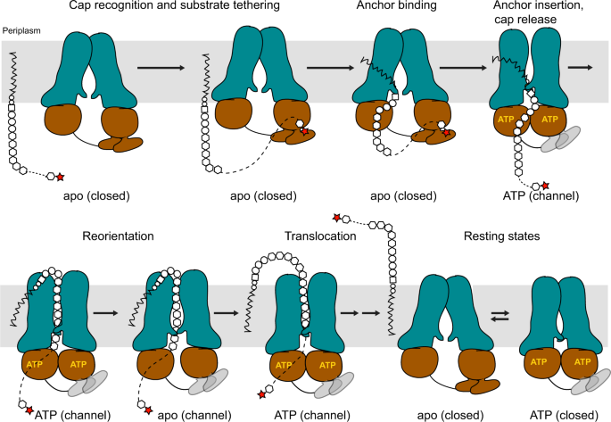 Fig. 7: Model of O antigen translocation.