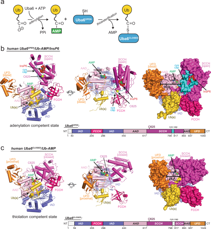Fig. 1: Overall architecture of Uba6/Ub-AMP complexes in open and closed states.